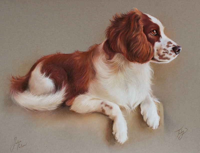 Springer spaniel full body portrait in pastels with a plain background